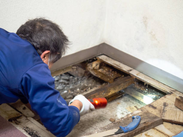 Best HVAC Mold Remediation in Frisco, TX