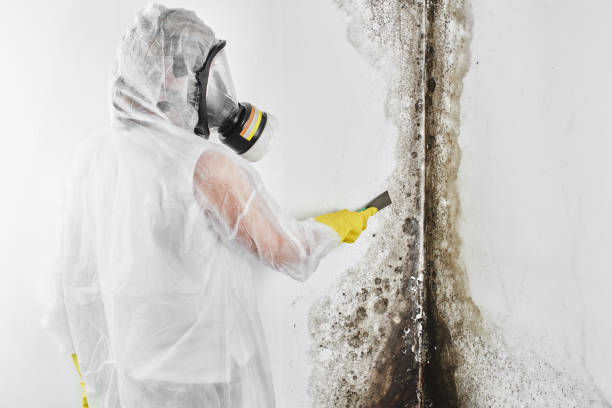 Best Post-Flood Mold Remediation in Frisco, TX