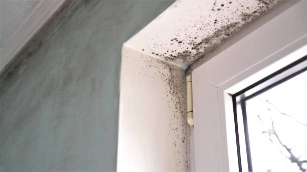 Best Attic Mold Remediation in Frisco, TX
