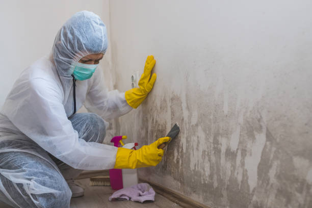 Best Black Mold Remediation in Frisco, TX