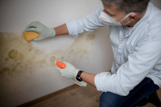 Best Black Mold Remediation in Frisco, TX