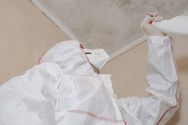 Best Kitchen Mold Remediation in Frisco, TX