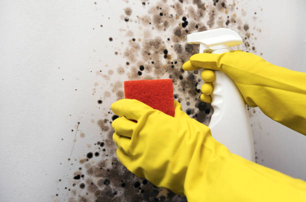 Best Mold Remediation for Specific Building Types in Frisco, TX