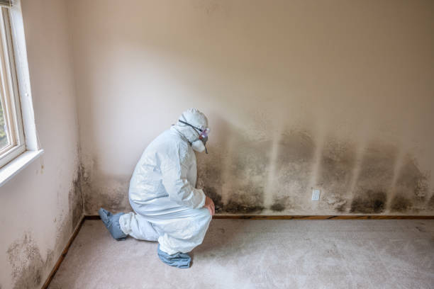Reliable Frisco, TX Mold Remediation Solutions